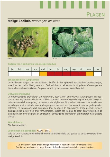 Ziekten en plagen in koolgewassen - Inagro