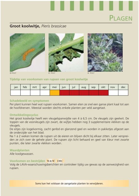 Ziekten en plagen in koolgewassen - Inagro