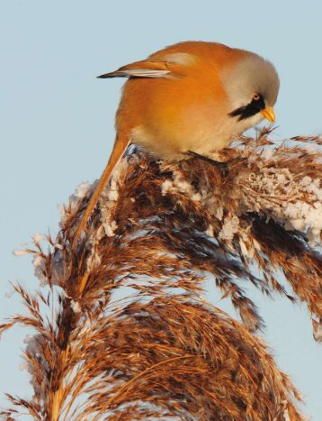 de vogel en het landschap - Martin Hierck Wildlife & travelphotography