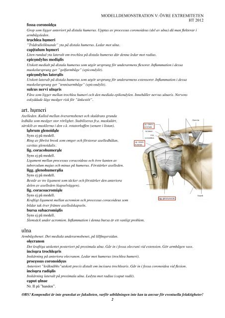 modelldemo 5_övre-extremiteten