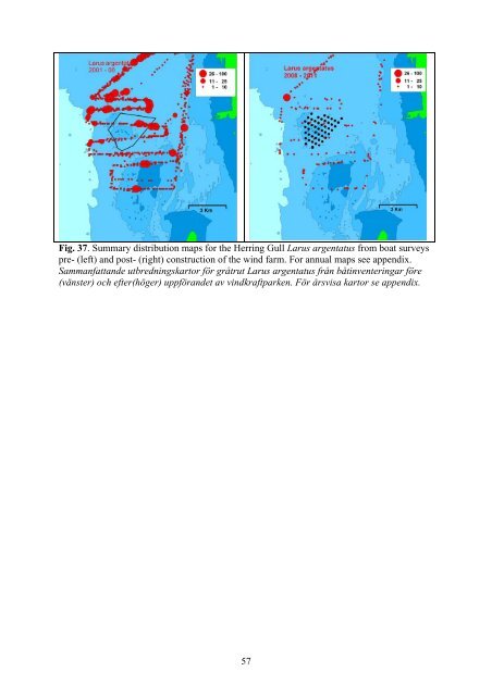 Birds in southern Öresund in relation to the wind farm at ... - Vattenfall