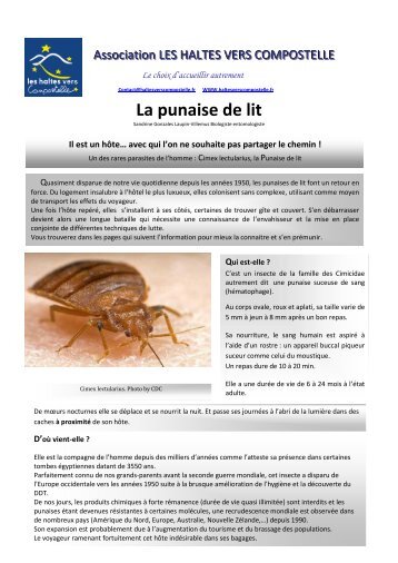 La punaise de lit - Les haltes vers Compostelle