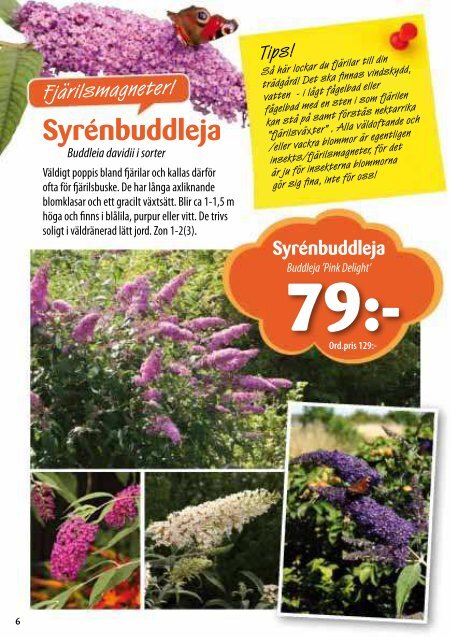 Syrénbuddleja - Solberga Blommor