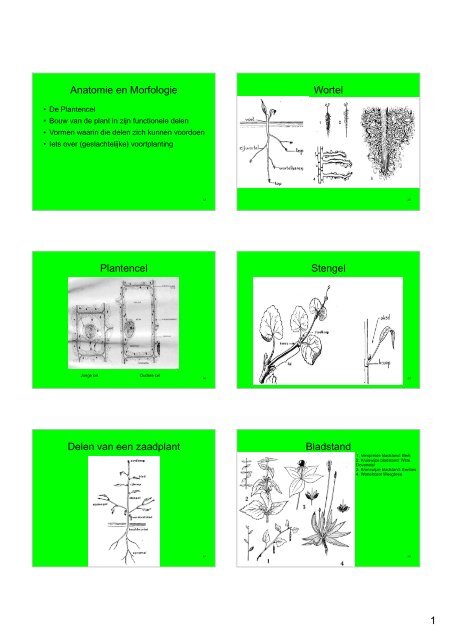 Hand-out Plantencursus-deel1b.pdf - Ivn