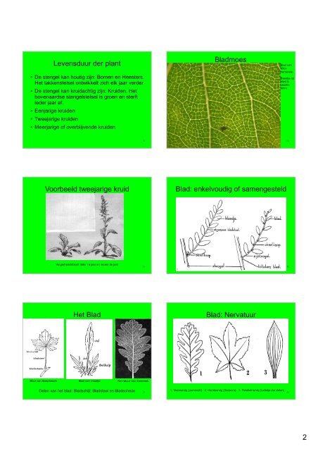 Hand-out Plantencursus-deel1b.pdf - Ivn