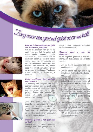 kat - Groepspraktijk Dierenartsen Apeldoorn