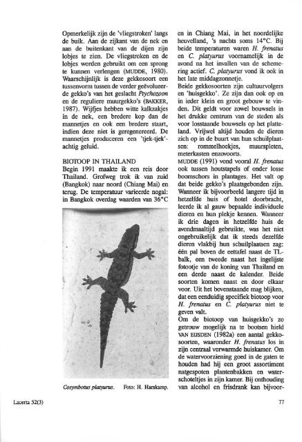 De gekko 's Hemidactylus frenatus en Cosymbotus ... - Lacerta