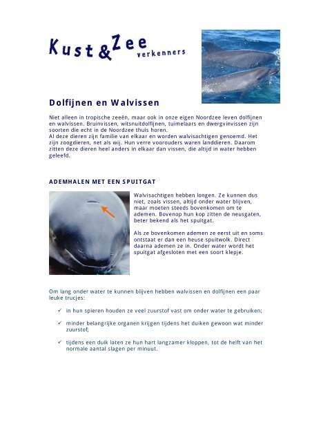 Dolfijnen en Walvissen - Kustgids.nl