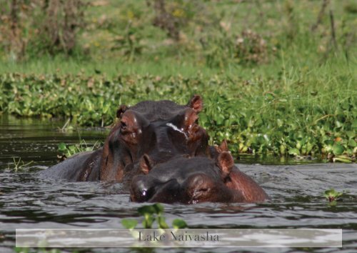 Elefanternes Afrika - Livingstone Safari
