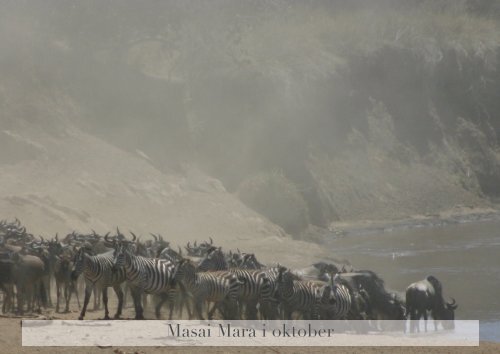 Elefanternes Afrika - Livingstone Safari