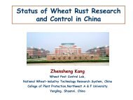 Status of Wheat Rust Research and Control in China