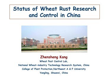 Status of Wheat Rust Research and Control in China