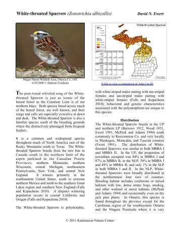 White-throated Sparrow - Michigan Breeding Bird Atlas