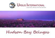 Hudson Bay Brochure.pdf - Blue Planet Expeditions