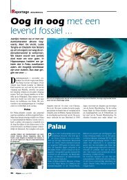 Wat is absolute Carbon dating van fossielen