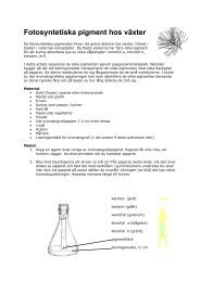 Separering av fotosyntetiska pigment