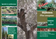 Olijfbomen Olea europaea - Veluwe Plant