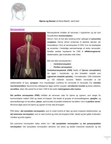 Hjerne og Sanser af Asma Bashir, stud med 1 Nervesystemet