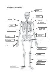 Facit skelett och muskler