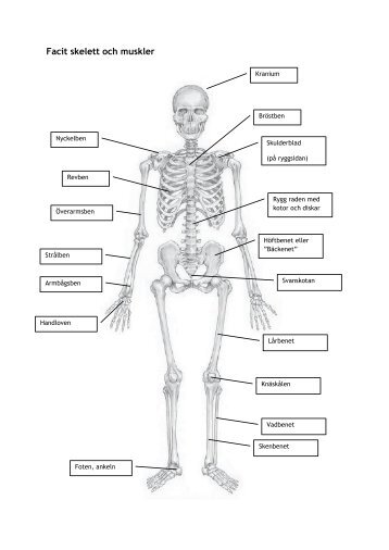 Facit skelett och muskler