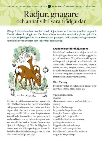 Rådjur, gnagare - Riksförbundet Svensk Trädgård