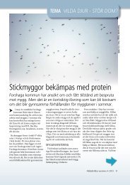 Stickmyggor bekämpas med protein - Forshaga.org