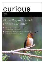 Bland flygande juveler i British Columbia - Australiska Nya ...