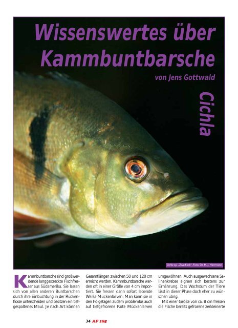 Wissenswertes über Kammbuntbarsche - Das Aquatarium