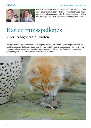 Jachtgedrag bij de kat - Kattengedragstherapeut Nienke Bijvoets