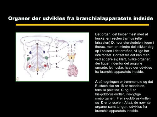 BRANCHIALAPPARATET