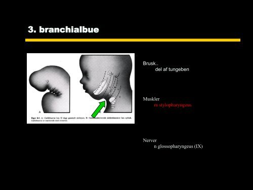 BRANCHIALAPPARATET