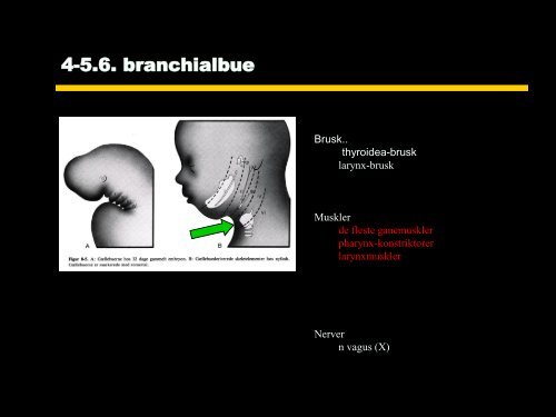 BRANCHIALAPPARATET