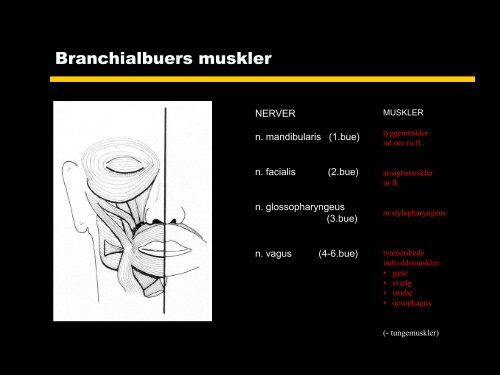 BRANCHIALAPPARATET