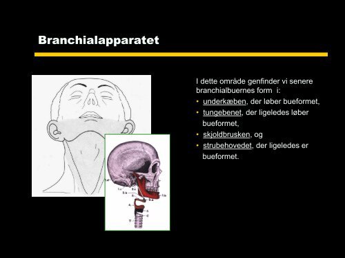 BRANCHIALAPPARATET