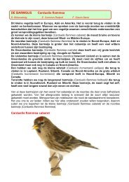 DE BARMSIJS Carduelis flammea Carduelis flammea cabaret