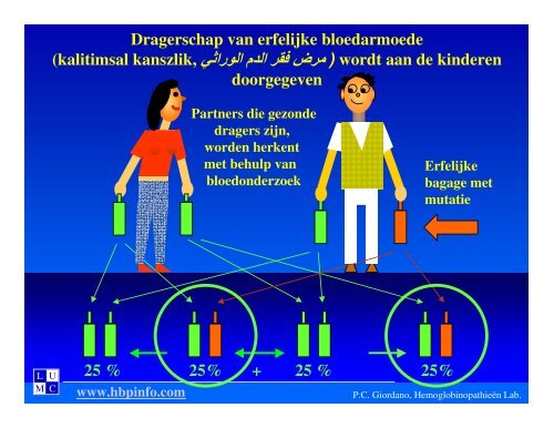 αα ββ Wat is Sikkelcelziekte ? - Erfocentrum