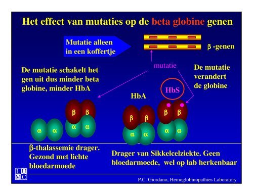 αα ββ Wat is Sikkelcelziekte ? - Erfocentrum