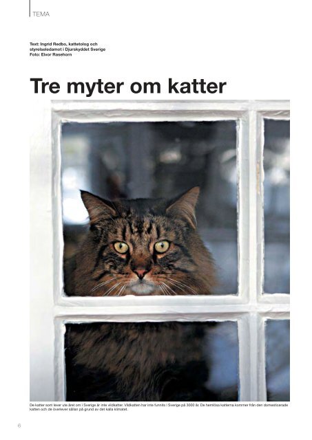 KATT - Djurskyddet Sverige