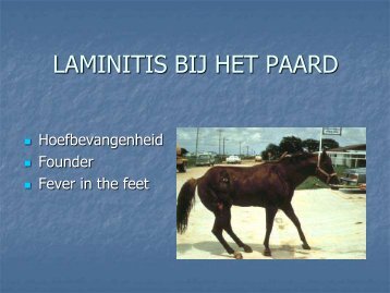 LAMINITIS BIJ HET PAARD - Dierenarts Daniël Steffens