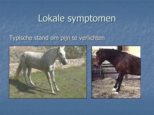 LAMINITIS BIJ HET PAARD - Dierenarts Daniël Steffens