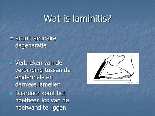 LAMINITIS BIJ HET PAARD - Dierenarts Daniël Steffens