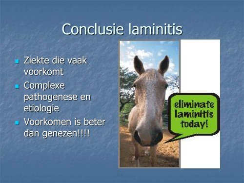 LAMINITIS BIJ HET PAARD - Dierenarts Daniël Steffens