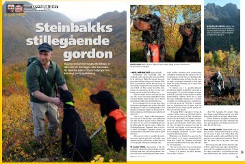 Steinbakks stillegående gordon - Kennel Aaen