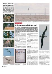 Albatrossen i Öresund - Club300