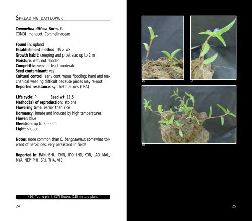 A Practical Field Guide to - IRRI books - International Rice Research ...