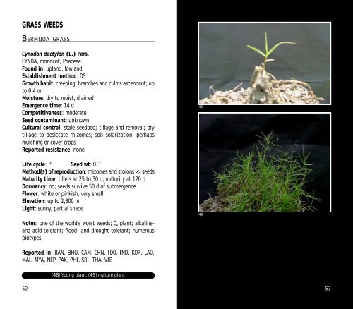 A Practical Field Guide to - IRRI books - International Rice Research ...