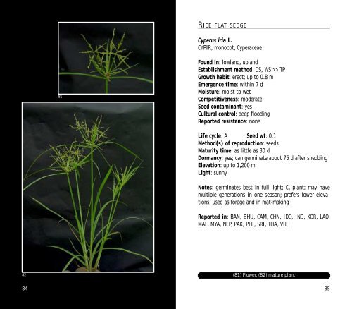 A Practical Field Guide to - IRRI books - International Rice Research ...