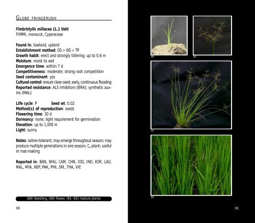 A Practical Field Guide to - IRRI books - International Rice Research ...