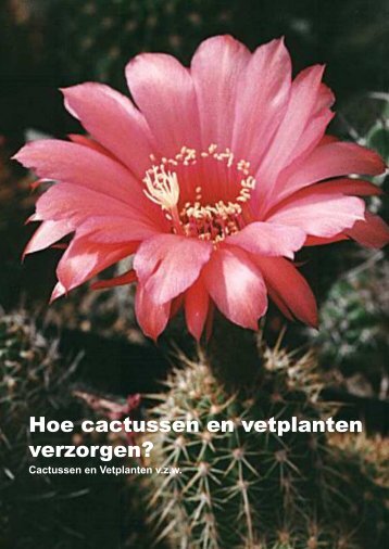 verzorgen - Cactussen & Vetplanten vzw