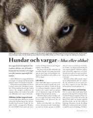 Hundar och vargar - Svenska Blå Stjärnan